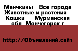 Манчкины - Все города Животные и растения » Кошки   . Мурманская обл.,Мончегорск г.